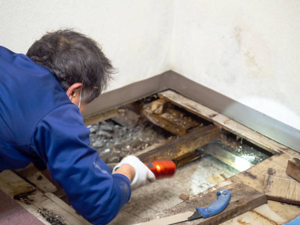 Best Mold Remediation for Specific Building Types in Grand Saline, TX