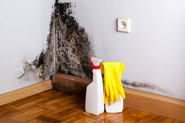 Best Basement Mold Remediation in Grand Saline, TX