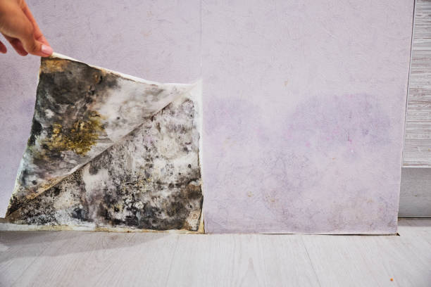 Best Industrial Mold Remediation in Grand Saline, TX
